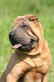 SHAR-PEI 936